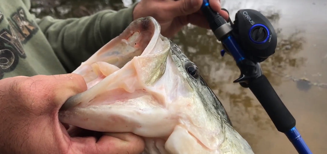 Sixgill Vlogs | Catching Big Large Mouth In A Flooded Feeder Creek