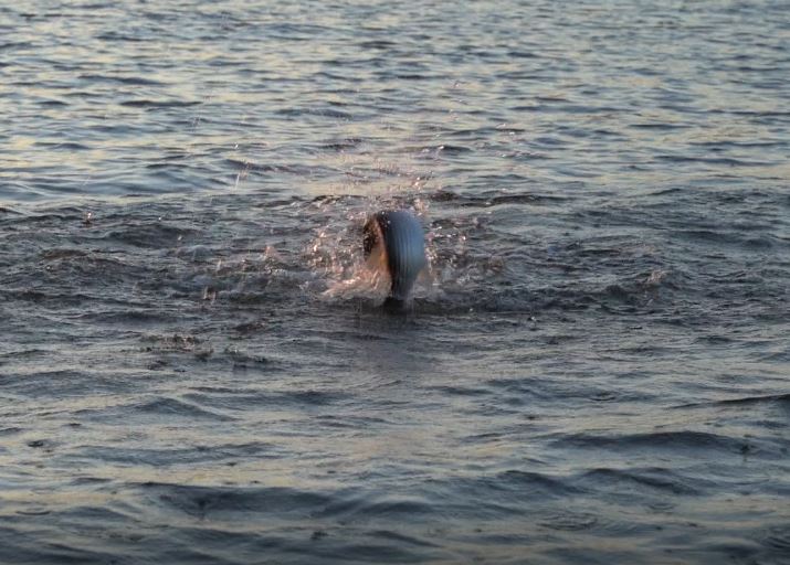 Sixgill Fishing | Striped Bass Top Water Action With Our Friends at Striper Express Texoma!