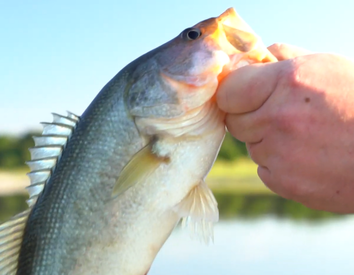Sixgill Fishing | Talking Trash And Catching Large Mouth Bass With Aaron And Adam!