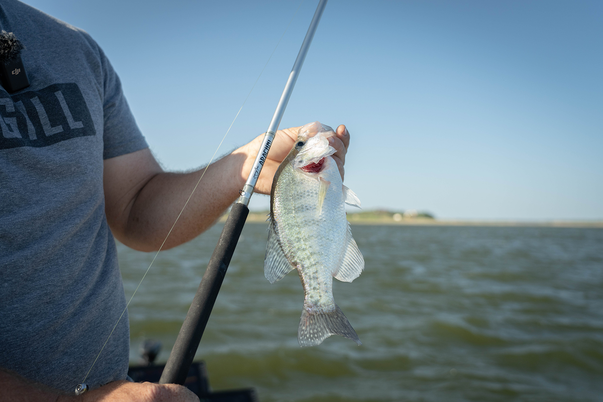 Crappie/Panfish